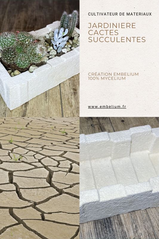 Embelium- Collections - Jardiniere-cactes-succulentes